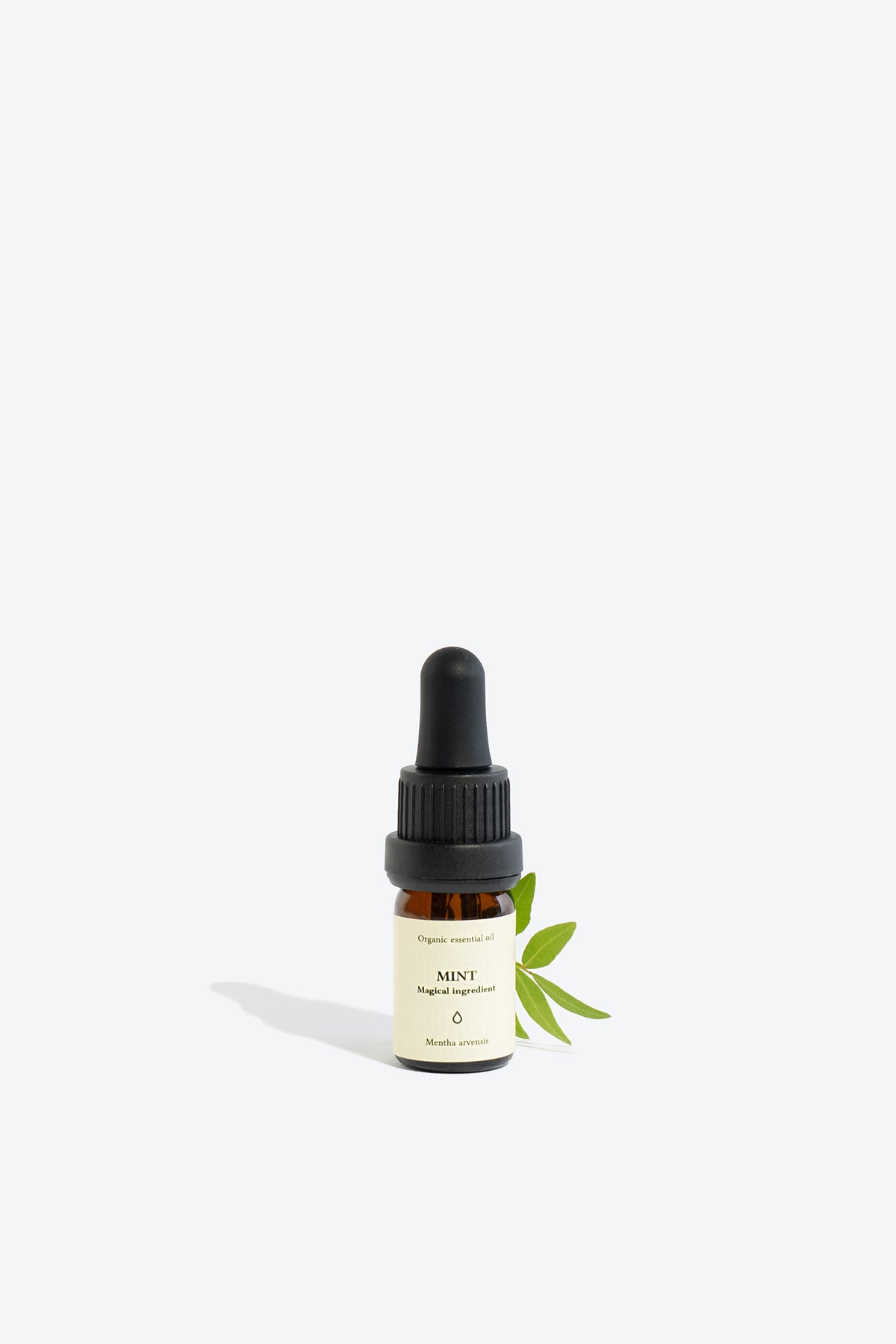 Mint essential oil SMELLS LIKE SPELLS Mentha arvensis